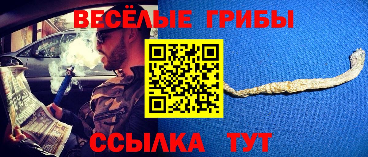 как найти закладки  Вход с VPN  Похвистнево  Псилоцибиновые грибы GOLDEN TEACHER  Псилоцибиновые грибы MAGIC MUSHROOMS 